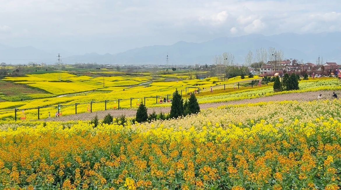 春日里的中国｜陕西汉中万亩油菜花盛开 秦巴山间春意正浓