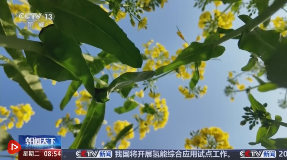  一片金色花海，把“春日流量”装进了村民的“钱袋子”