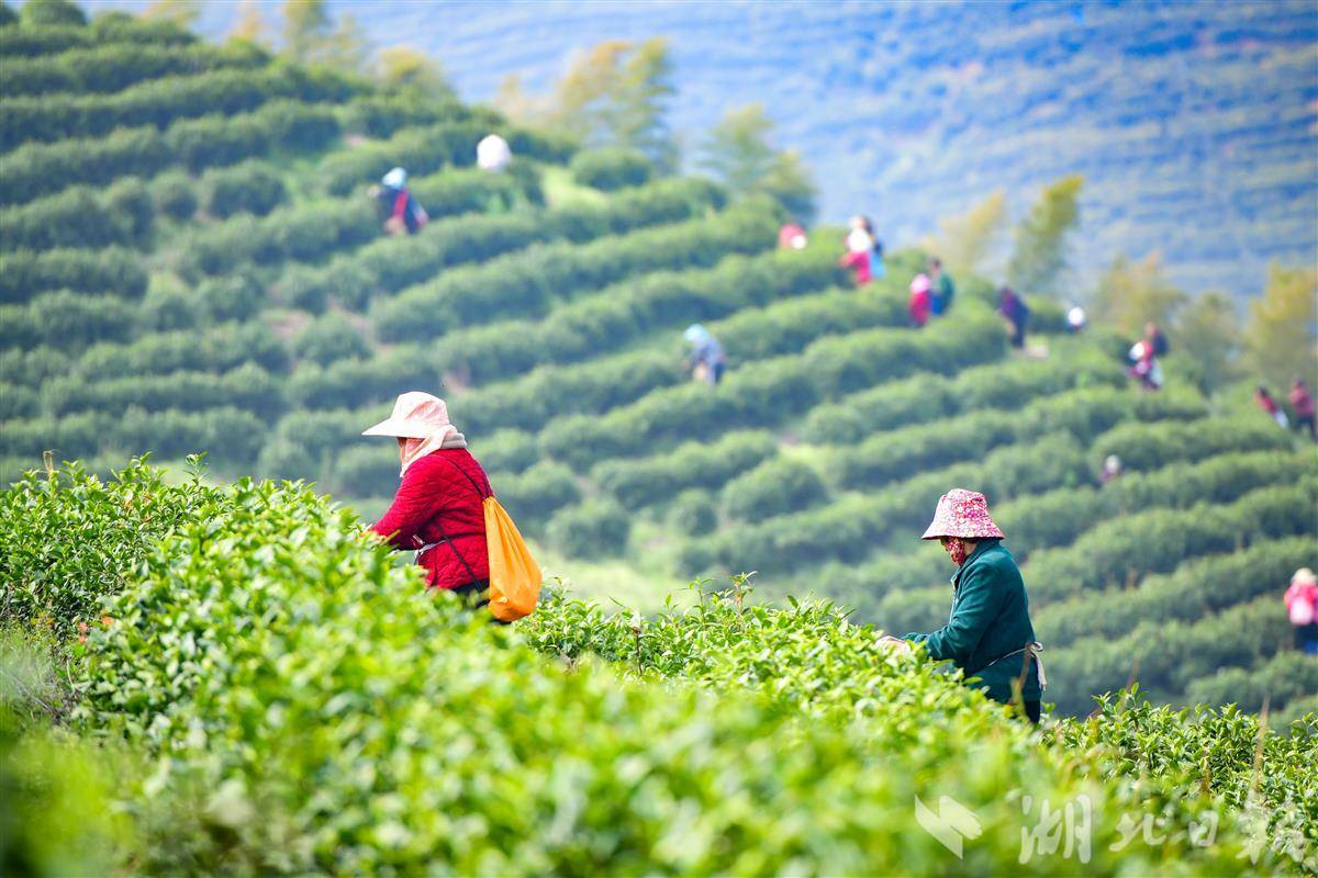  春味至鲜！明前茶抢“鲜”开采