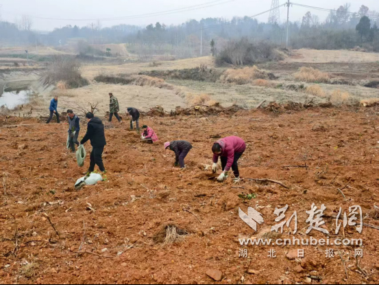 京山市三阳镇：抢抓农时种油茶 绘就振兴新图景