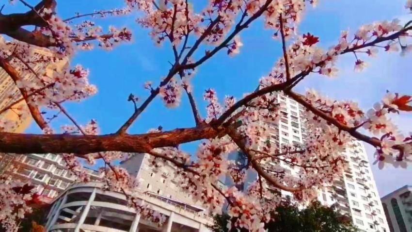 巴东：花开峡江春意暖 粉白花影映波光