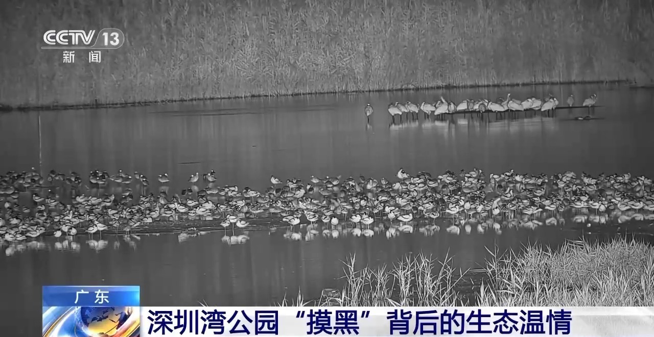 吐槽深圳湾公园“太黑”结果却删帖道歉……真相令人动容