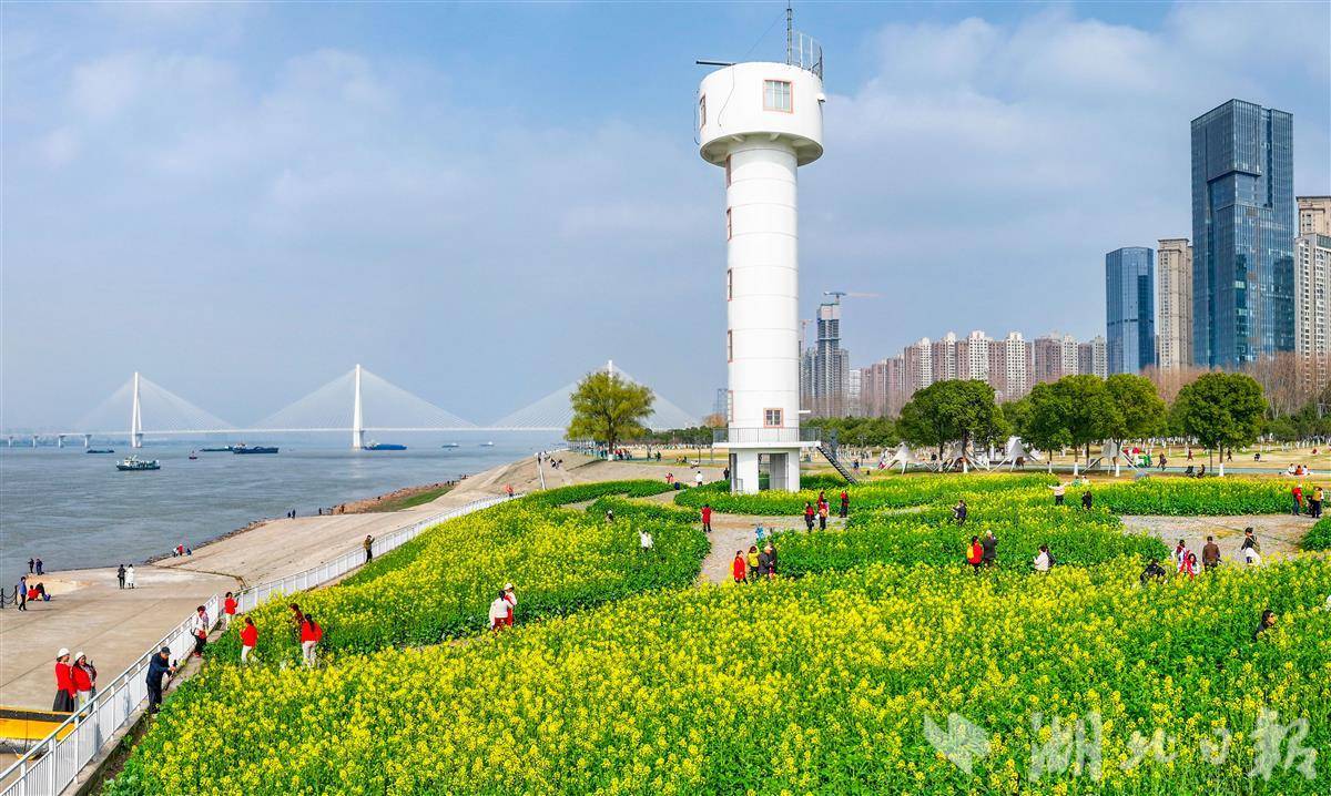 美成油画！长江边油菜花海绽放