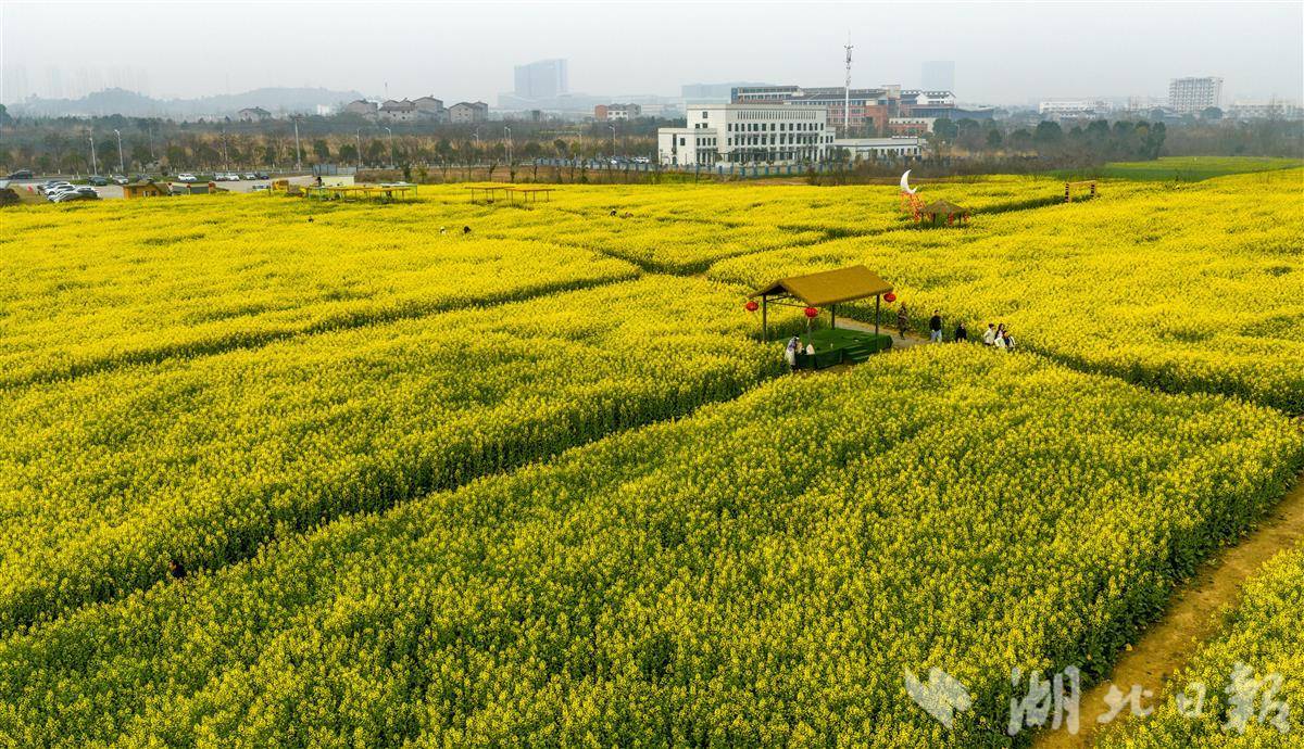 宜昌：旧河道变身生态客厅 柏临河油菜花海醉游人
