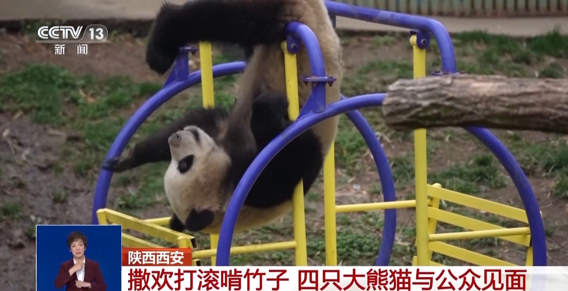  撒欢打滚啃竹子 四只大熊猫组团“出道”