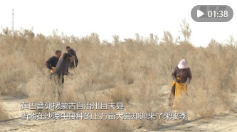  塔克拉玛干沙漠万亩大芸迎来采收季
