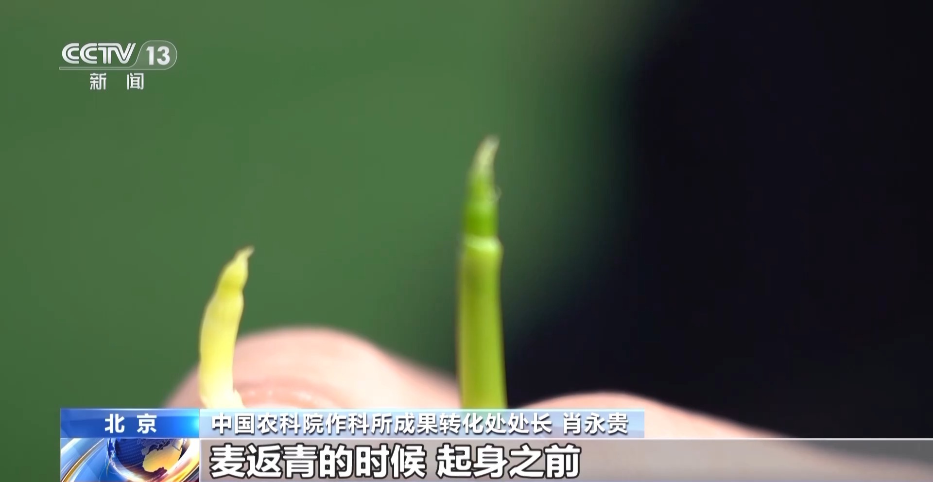  “春分麦起身” 小麦拔节生长的力气来自哪？