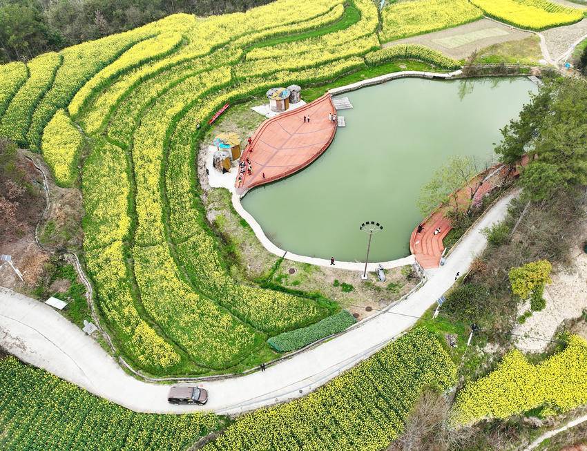  巴东：金色花海 诗和远方