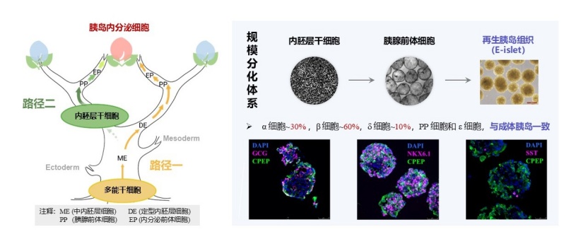  治疗糖尿病，我国科学家找到新路径！