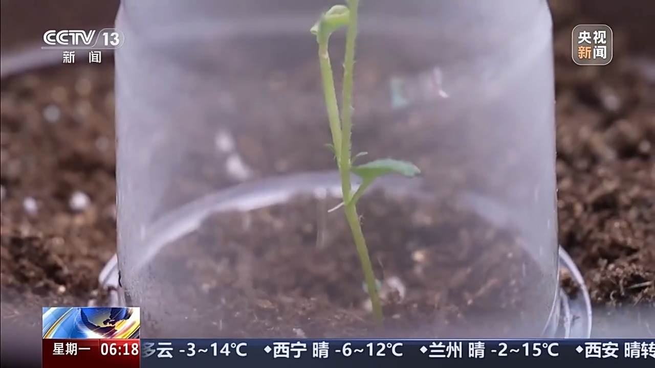 验证生命韧性破蛹展翅 “太空蝴蝶”如何成功实现羽化奇迹？