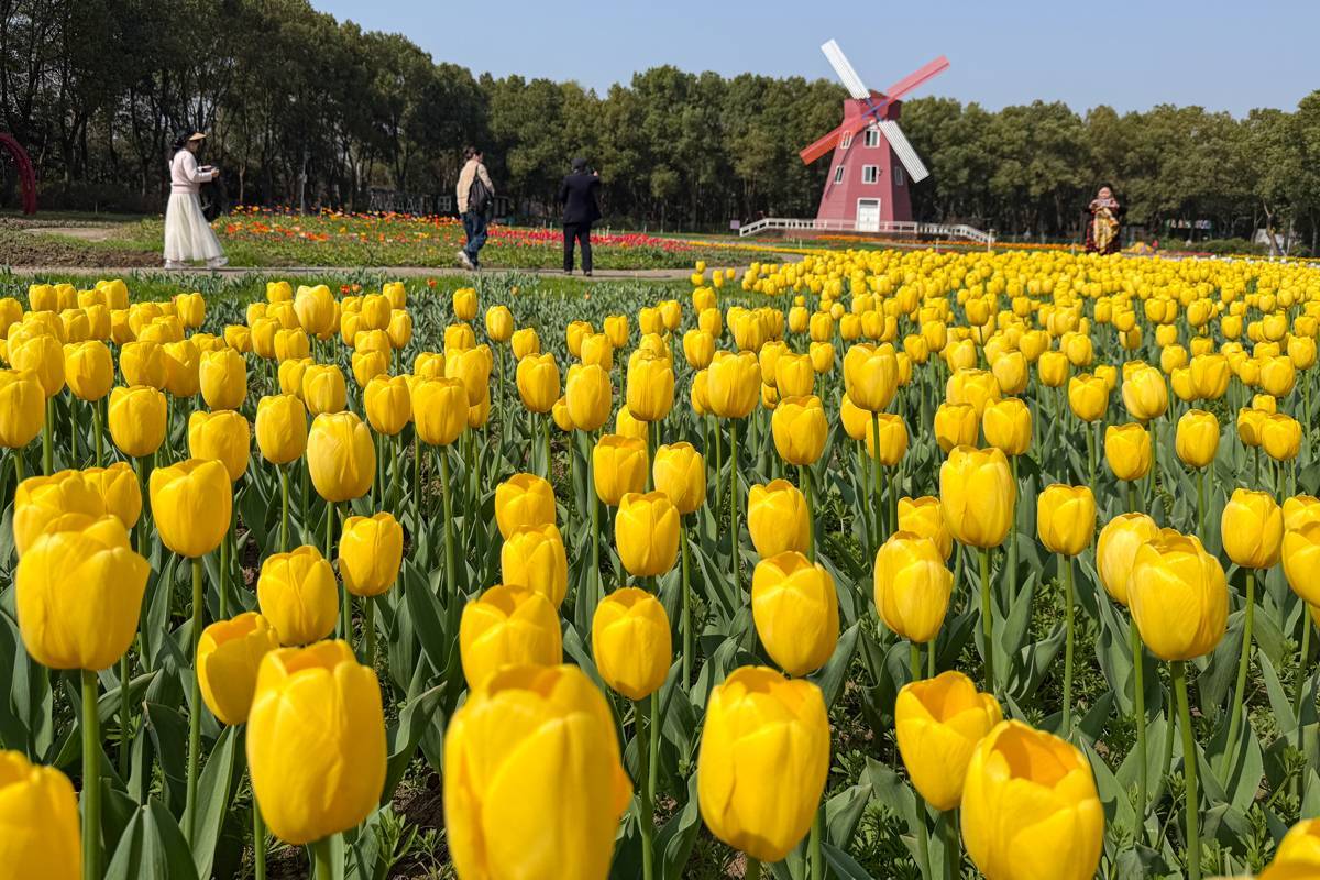 不负春日好时光 东西湖郁金香花海迎客来