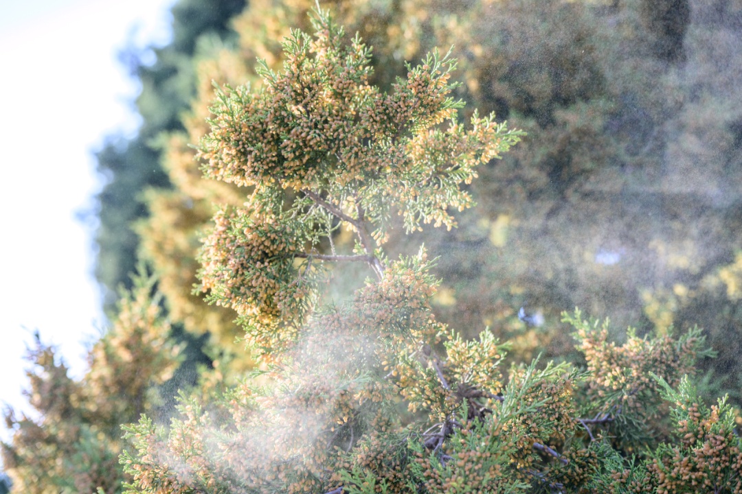 花粉季来袭!出现这些状况,千万别硬扛→