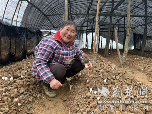 京山市三阳镇：脱贫户试种羊肚菌喜获丰收