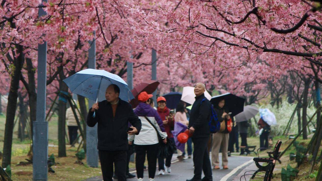  东湖雨中赏樱韵味十足，樱花长势稳定不必担心降雨冲刷