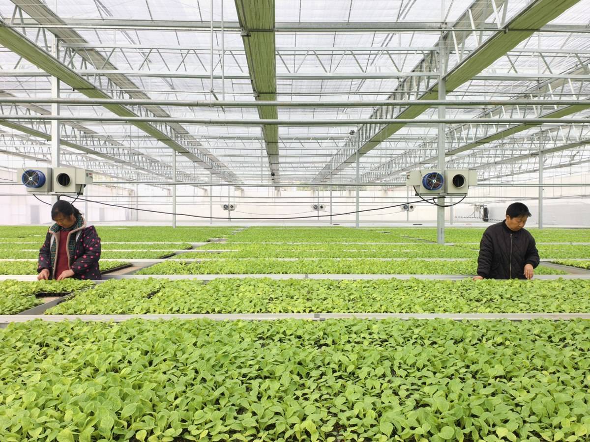 人勤春早，当阳120万株工厂育苗抢下地