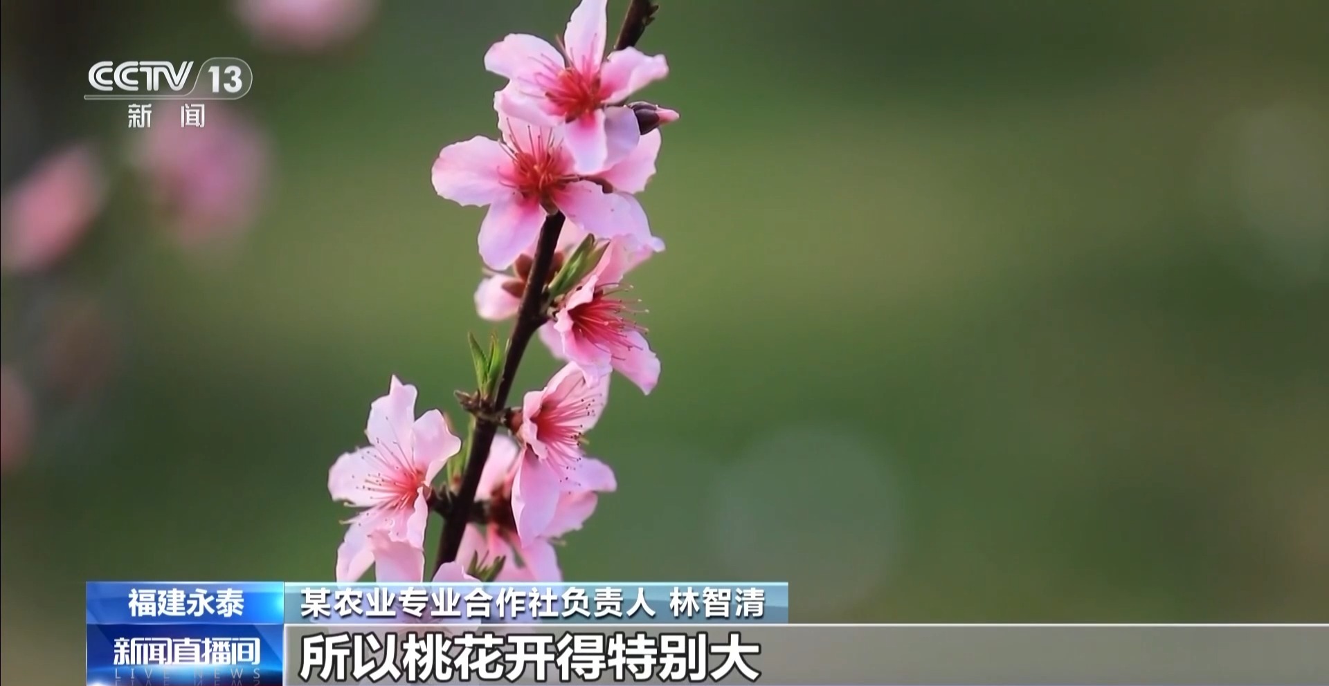 春天为什么黄色的花先开？四种色素解锁“花色密码”
