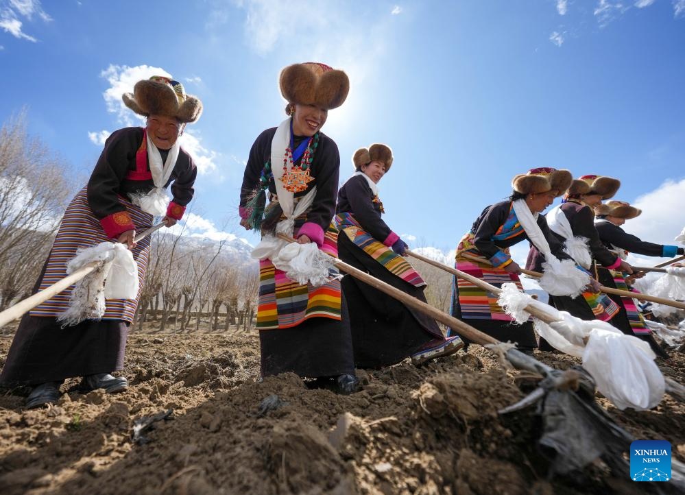  Ceremonies marking start of spring farming held across China's Xizang