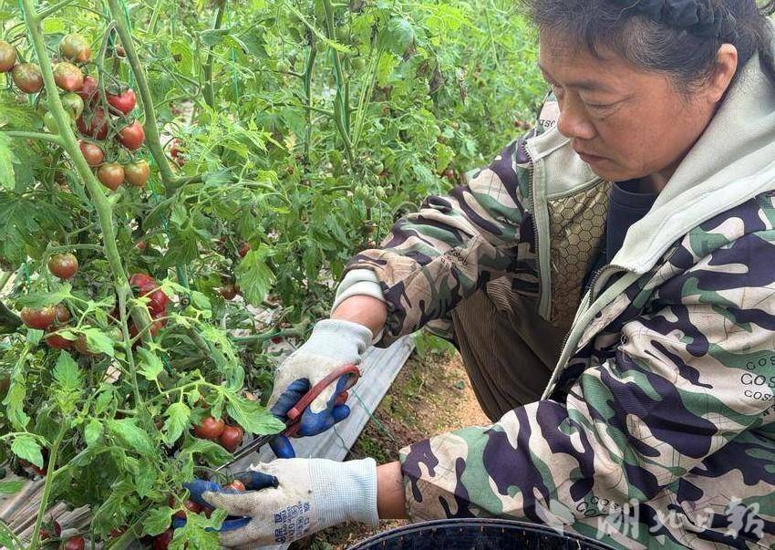  科技育甜果 基地兴产业——嘉鱼县新街镇打造智慧农业新样板