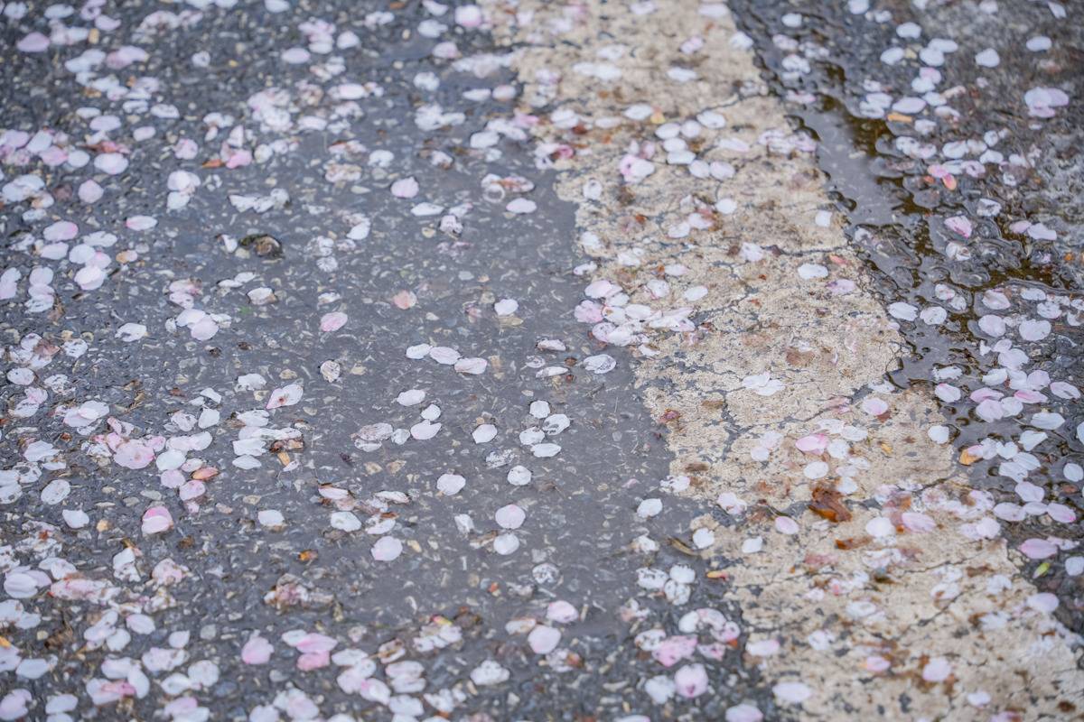 落樱缓扫，西北湖畔铺就“花瓣地毯”