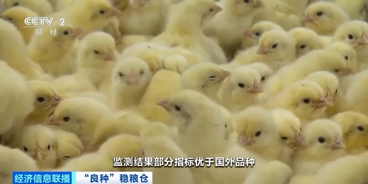 科技赋能自主育种 我国畜禽国产种源竞争力持续增强