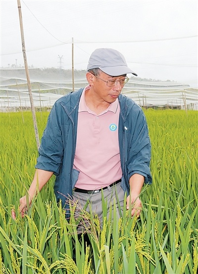 把代码“种”进泥土,人工智能大数据如何助力选种?
