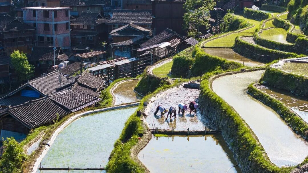  经济热点快评｜“十五五”首季，农业农村经济“开门稳”