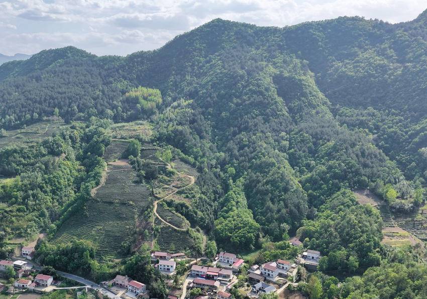 PG电子平台保康堰坪村：技艺“复活”茶香“生金”(图10)