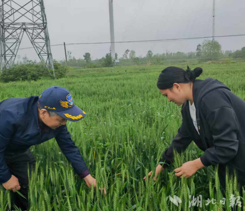 应城市农业技术推广中心抓实小麦赤霉病防控 全力护航夏粮丰收