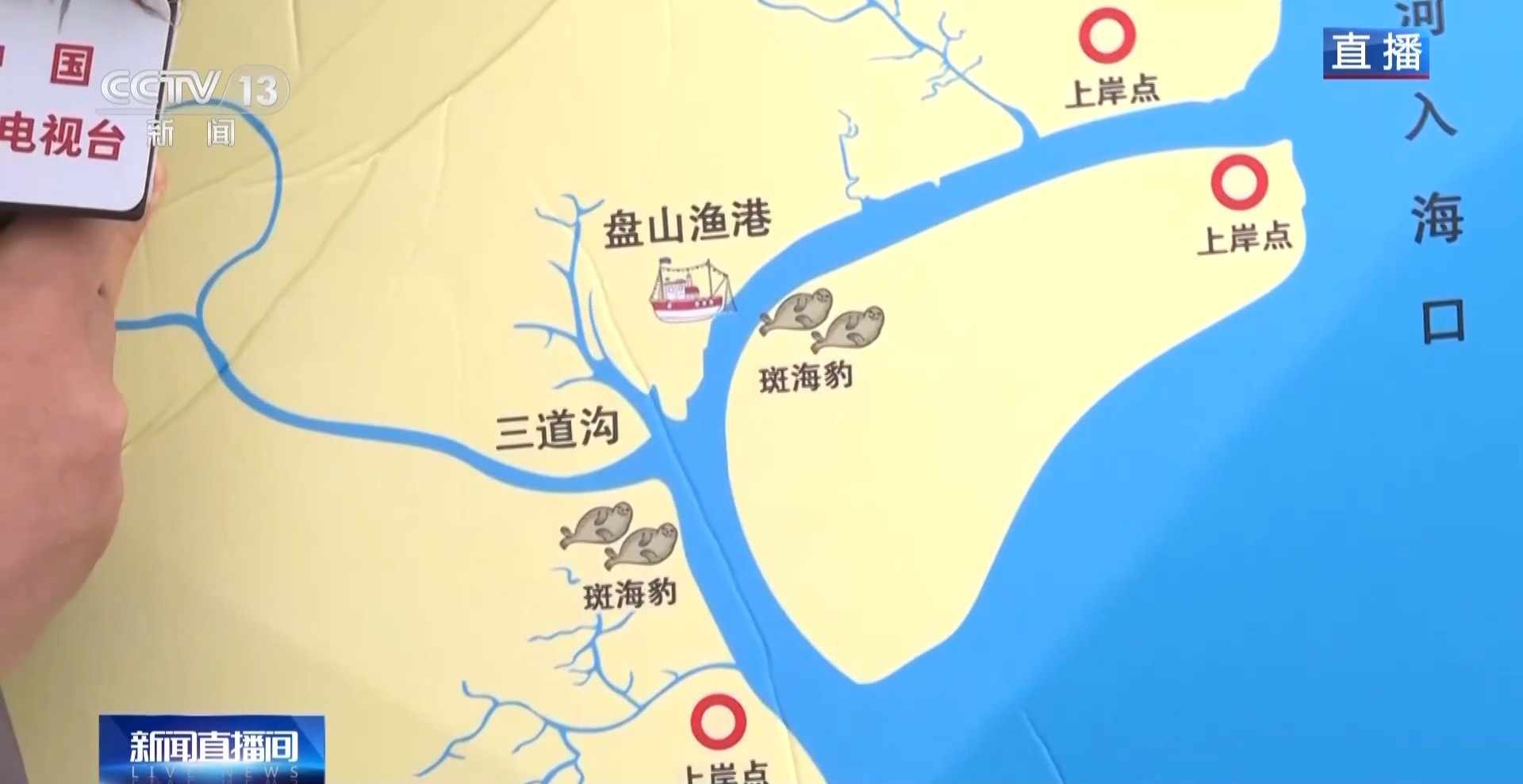 晒日光浴、学生存技能 超800只野生斑海豹现身辽东湾(图4)