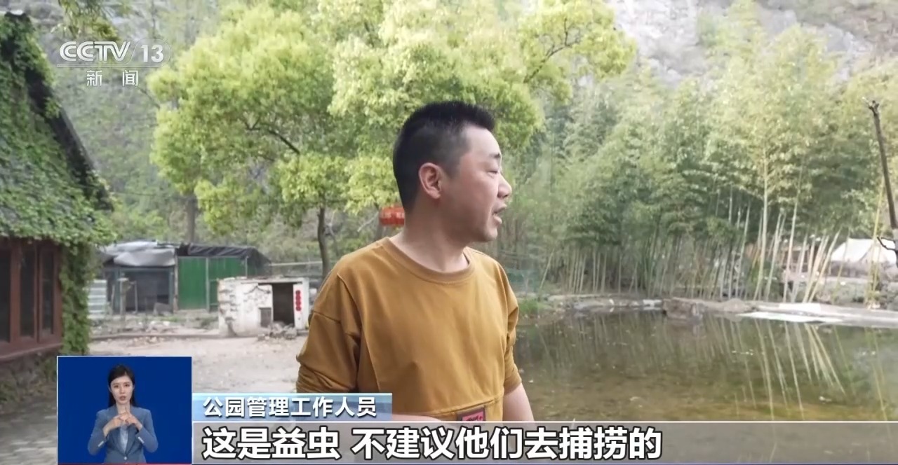 捕捞蝌蚪 童趣背后暗藏健康与生态警钟