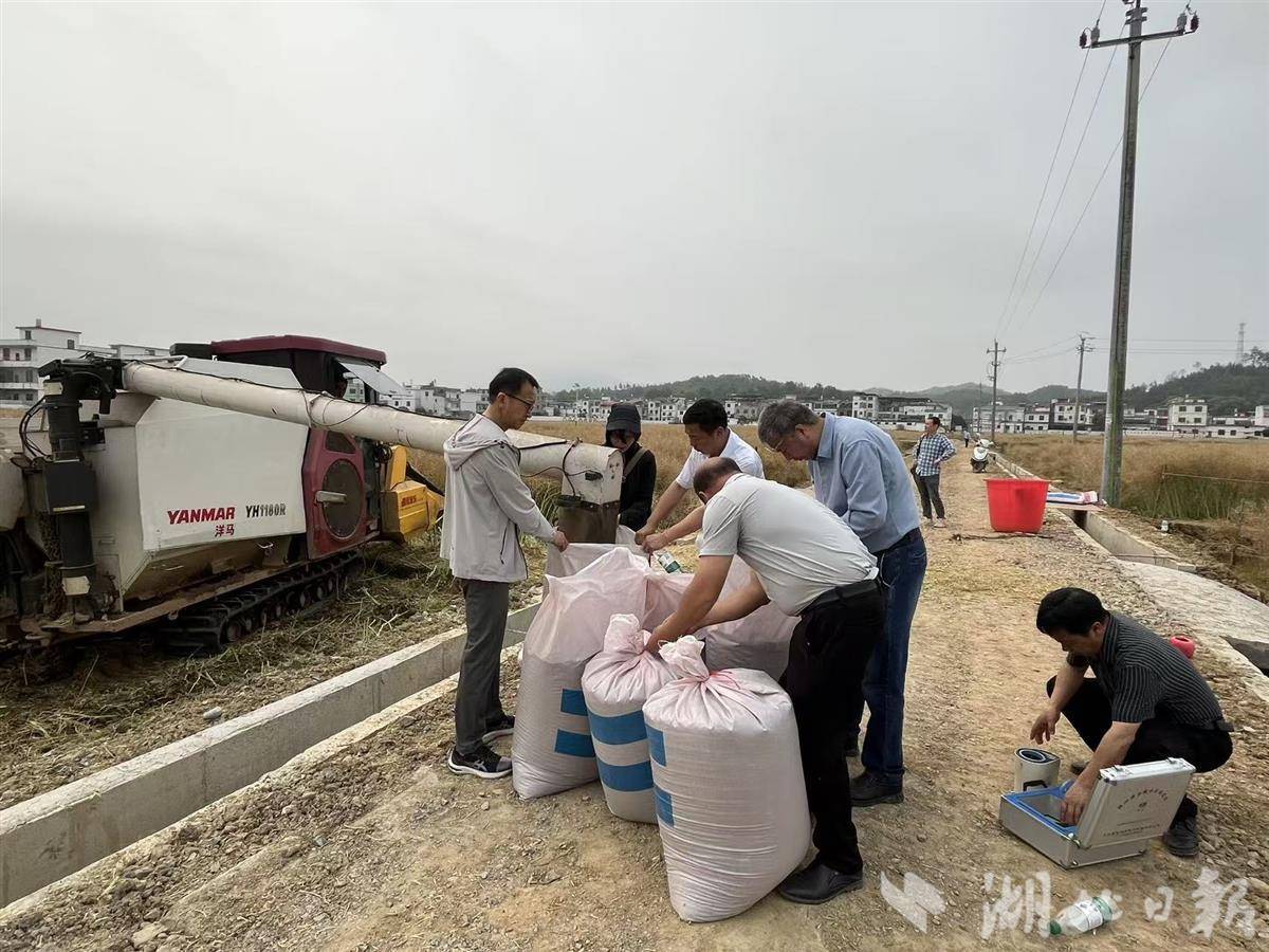  我国特早熟油菜育种获重大突破  “中油早5号”助力冬闲田变“健康油田”