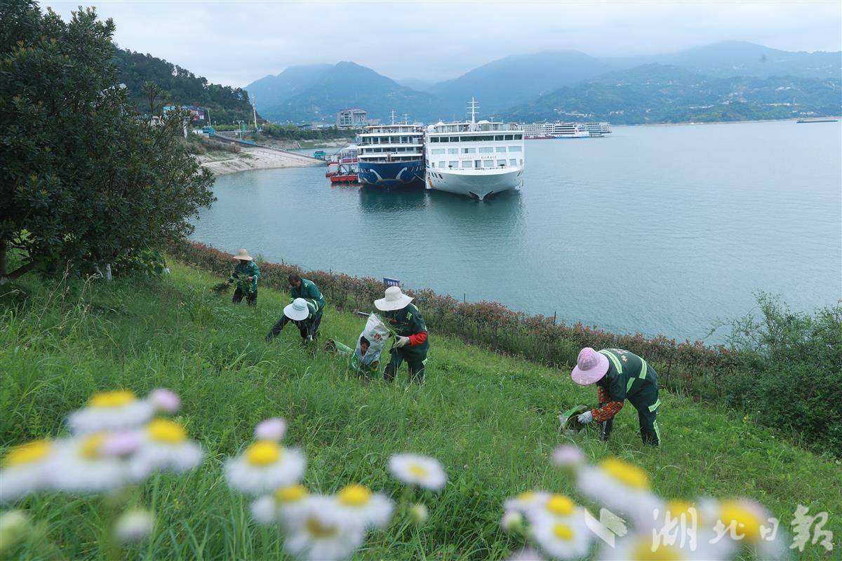 秭归为城市绿植“梳妆美颜”