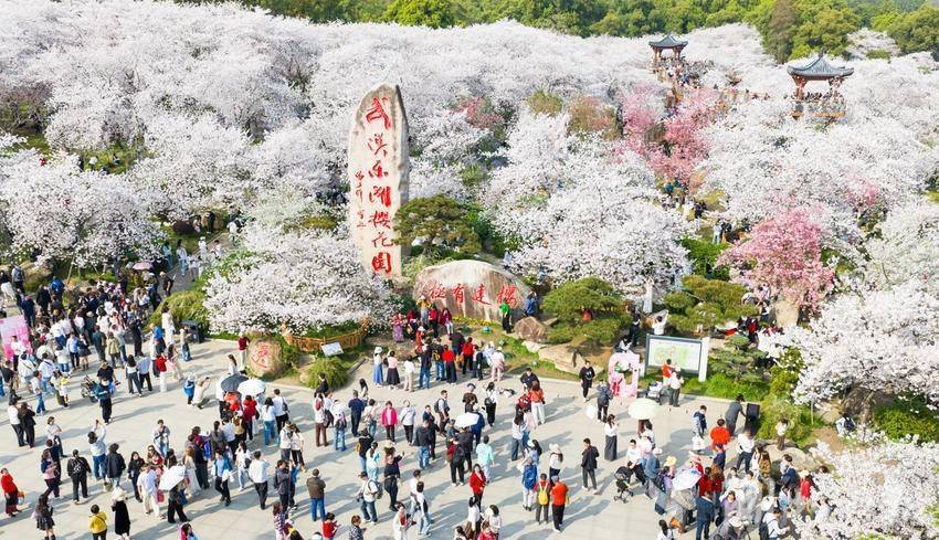 武汉成为全国赏花经济标杆城市 位列十大热门目的地首位