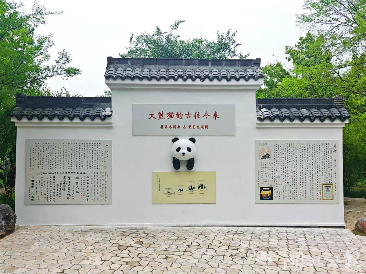 萌翻了！13组“大熊猫”空降武汉东湖