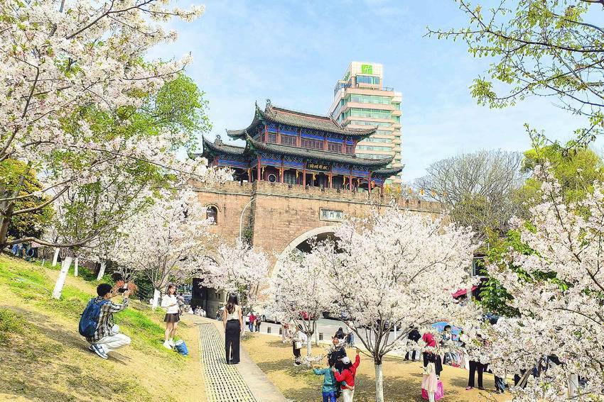 武汉汉阳：一树樱花望古今