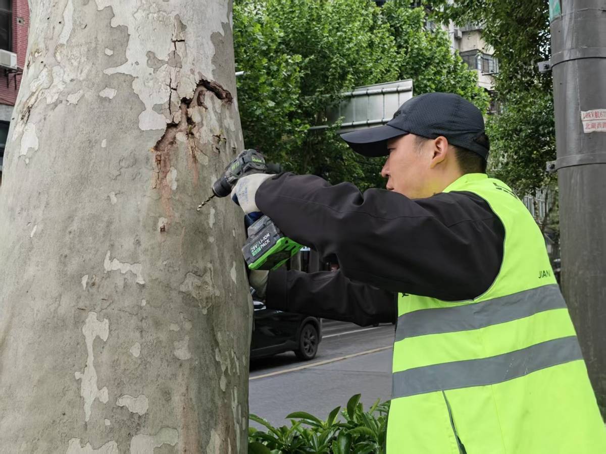  怕法桐飘絮？江汉区给树“打针”破难题