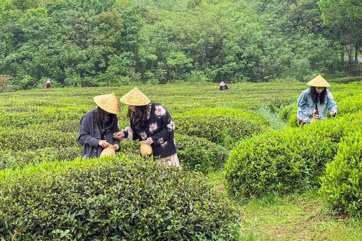 雨里寻春味 柏泉茶园采茶体验➕多元业态成爆款