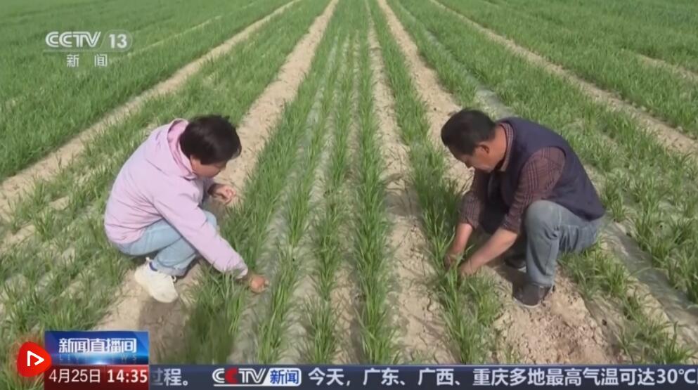 广袤田野生机无限 科技显身手为粮食稳产增收筑牢根基