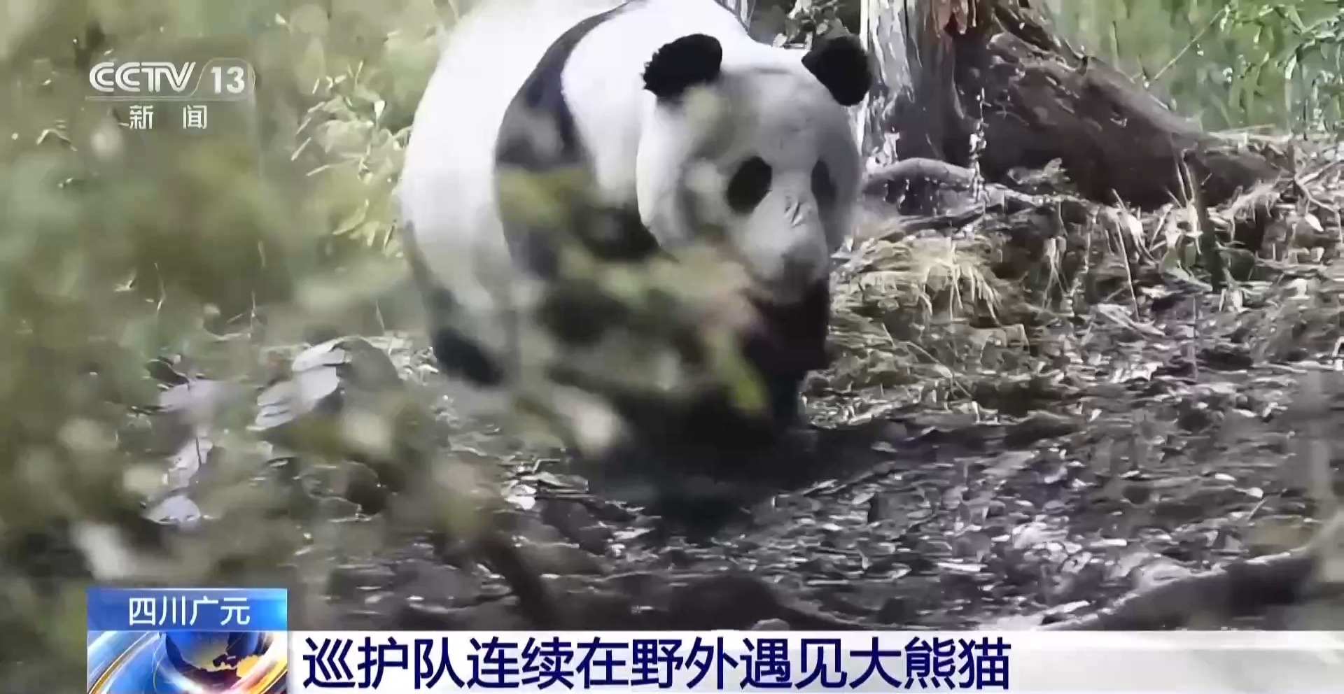 太幸运了！巡护队连续两天遇见三只野生大熊猫