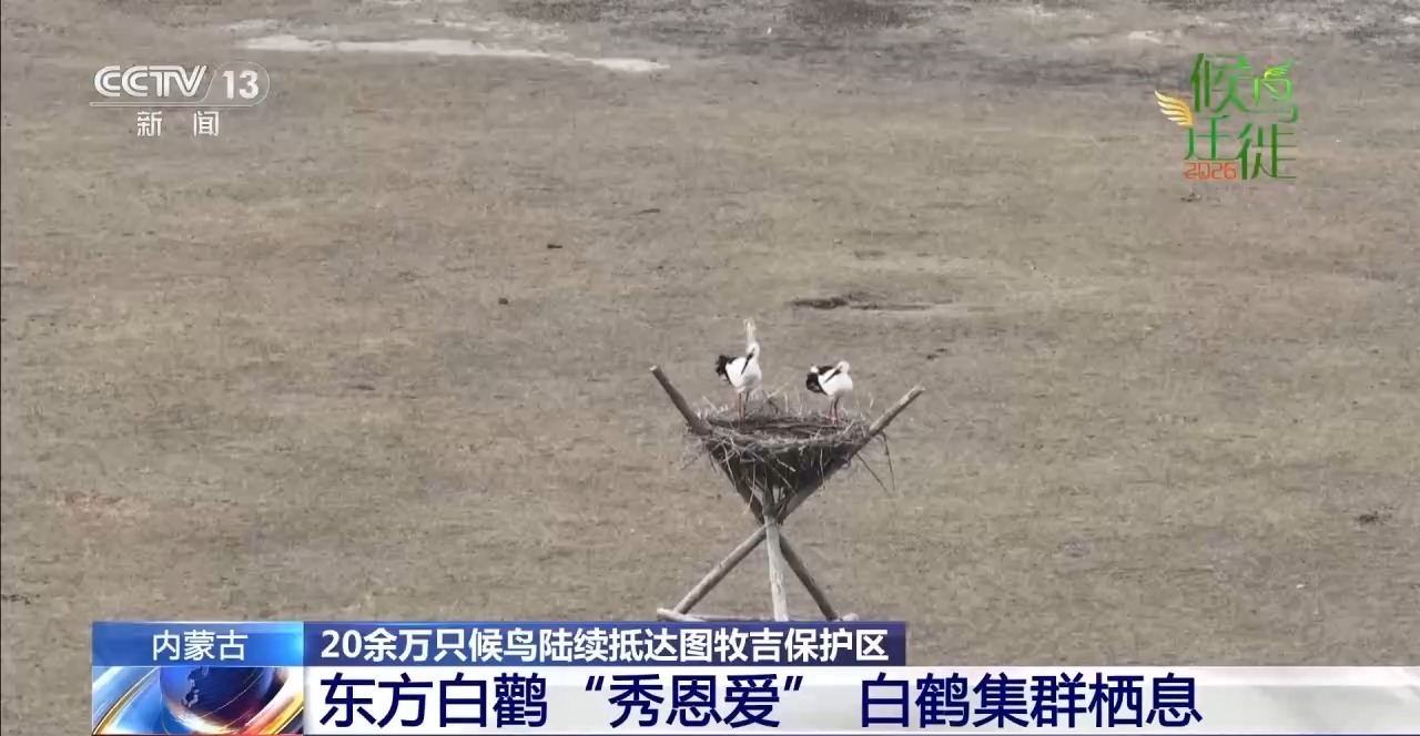万鸟翔集背后是内蒙古与候鸟的双向奔赴