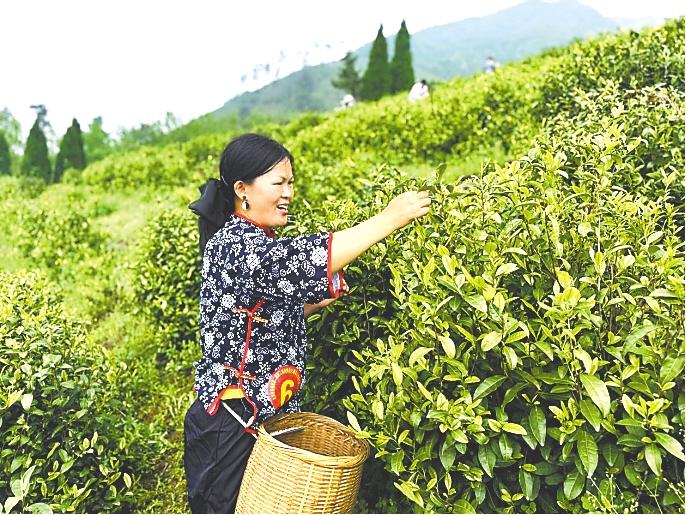  茶香漫殷祖 古韵醉春风