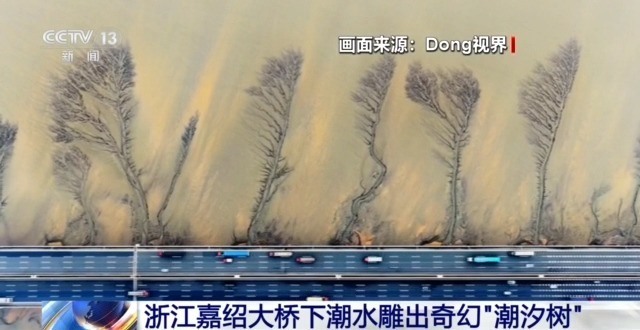 钱塘江大潮雕出奇幻“潮汐树” 高颜值背后蕴藏高价值