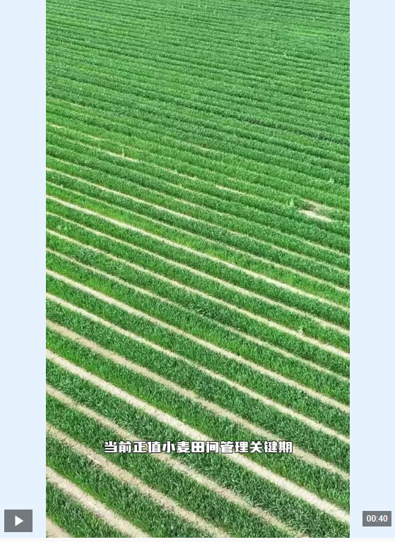 新疆阿克苏：春管关键期 麦田开启 “黑科技” 模式