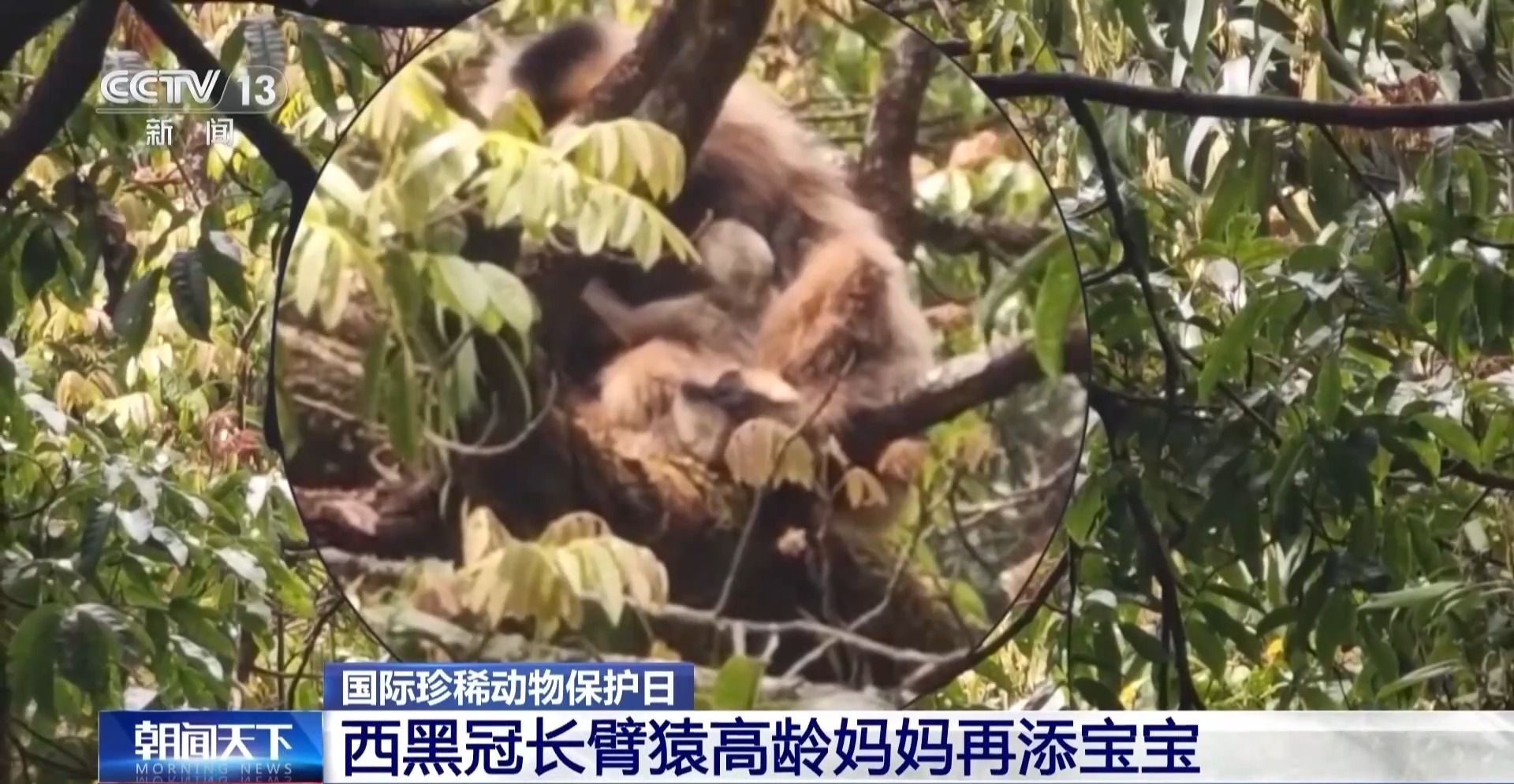 罕见高龄产崽 长臂猿妈妈温馨“带娃”画面曝光