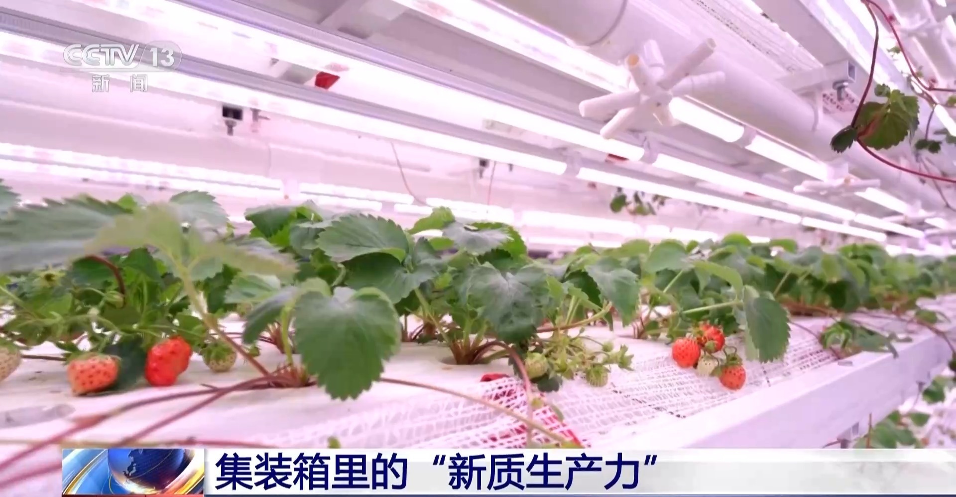 没有阳光和土壤 探访集装箱里的“植物工厂”