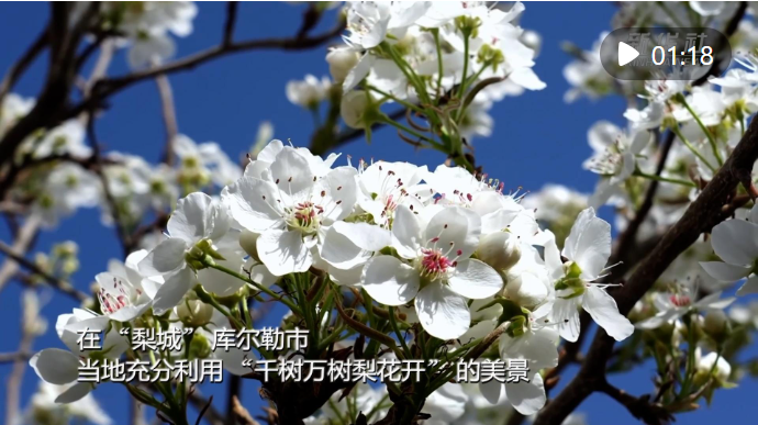 新疆以花为媒 绘旅游新图景