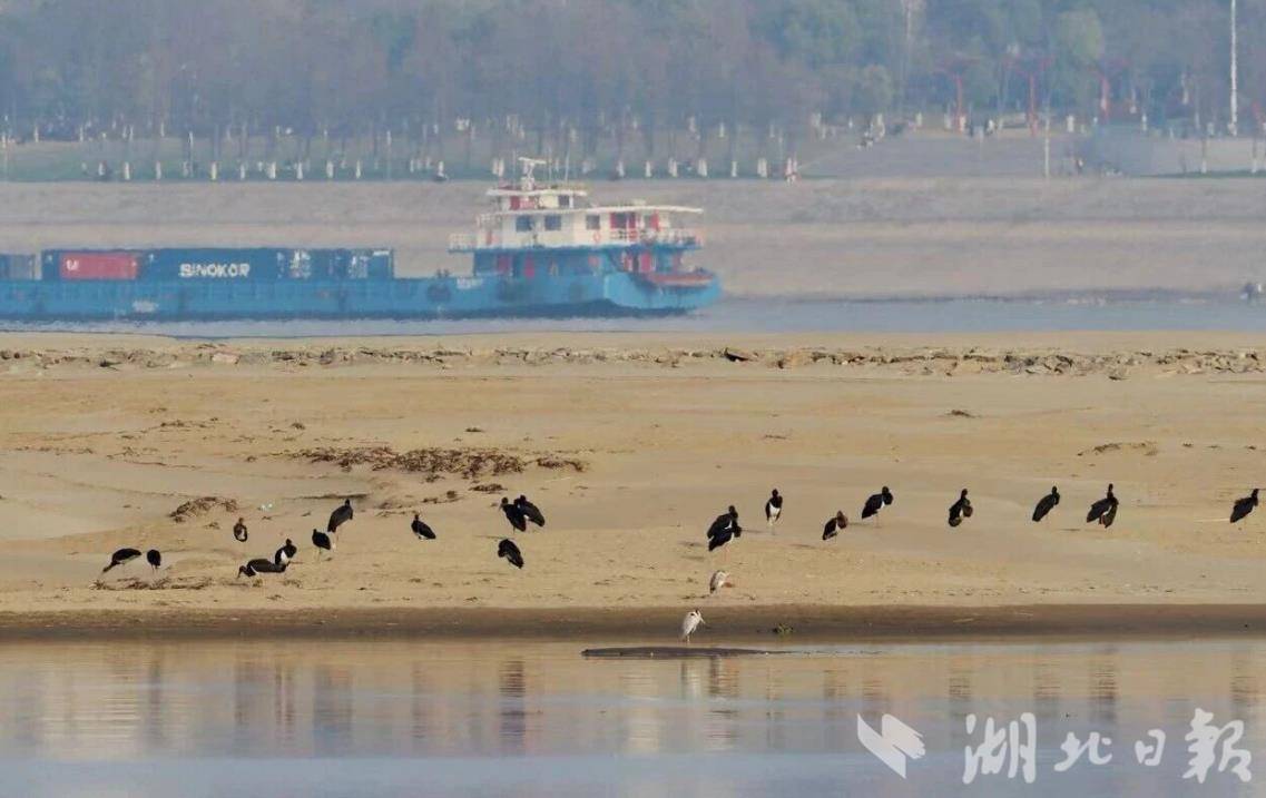 今年3月，天兴洲16次记录到黑鹳