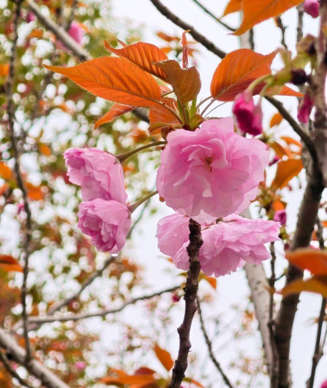  华容：走，红莲湖看花去~