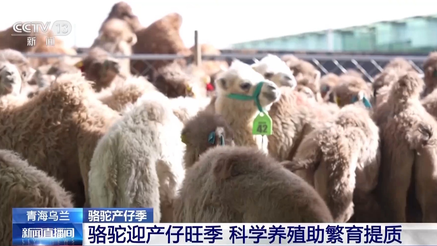 科学养驼+全产业链发展 骆驼变身草场富民“新引擎”