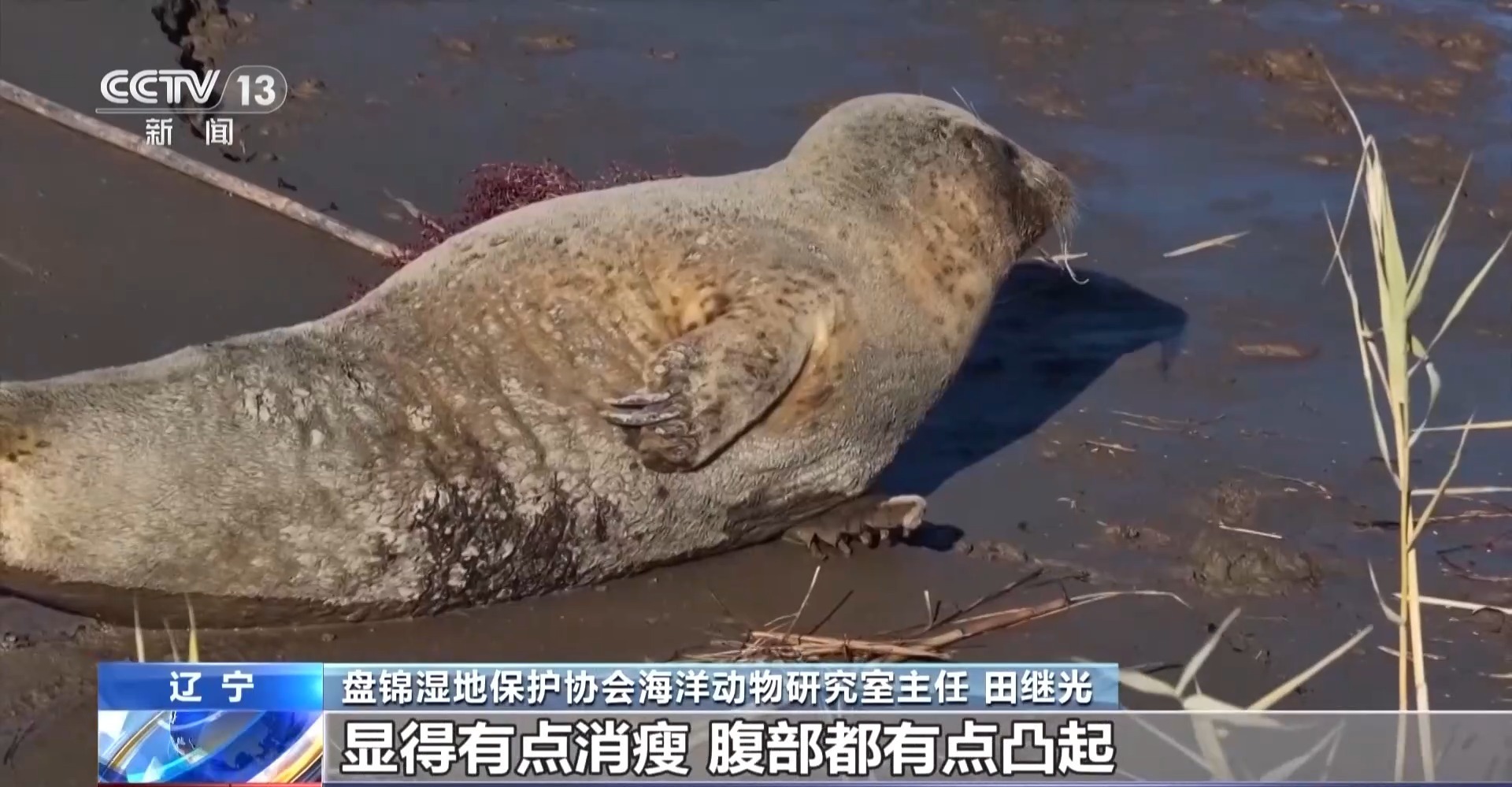 晒日光浴、学生存技能 超800只野生斑海豹现身辽东湾(图11)